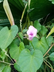 Ipomoea tiliacea