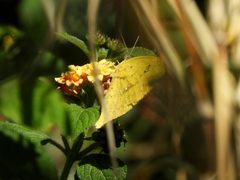 Phoebis neocypris