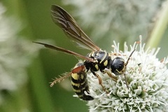 Myzinum quinquecinctum