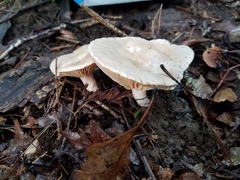 Lactarius subplinthogalus