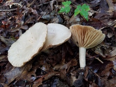 Lactarius subplinthogalus