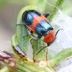 Dicranolaius cinctus