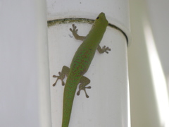 Phelsuma sundbergi longinsulae