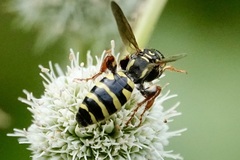 Myzinum quinquecinctum