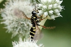 Myzinum quinquecinctum