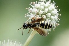 Myzinum quinquecinctum