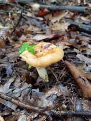 Russula foetentula
