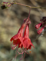 Mirabilis coccinea