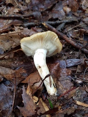 Russula foetentula