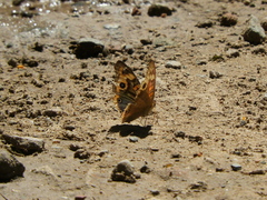 Junonia genoveva hilaris