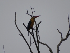 Pelargopsis capensis