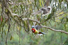 Platycercus eximius eximius