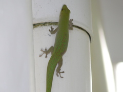 Phelsuma sundbergi longinsulae