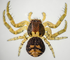 Xysticus
