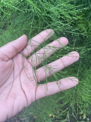 Asparagus