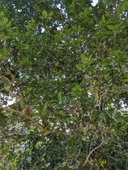Pimenta dioica