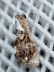 Arrade leucocosmalis