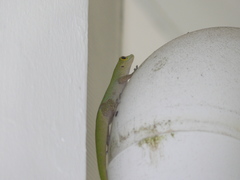 Phelsuma sundbergi longinsulae