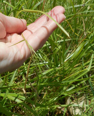 Microlaena stipoides