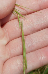 Microlaena stipoides