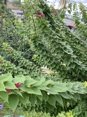 Bougainvillea spectabilis