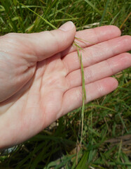 Microlaena stipoides