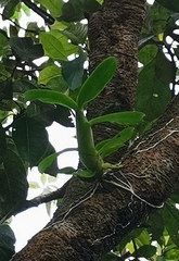 Caularthron bilamellatum