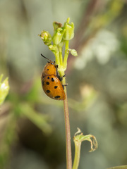 Chelymorpha phytophagica