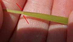 Microlaena stipoides