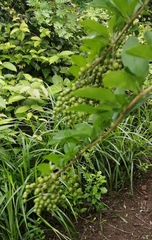 Citharexylum caudatum