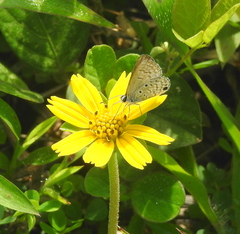 Hemiargus ceraunus