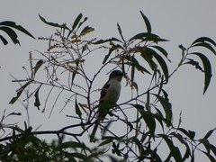 Pericrocotus divaricatus