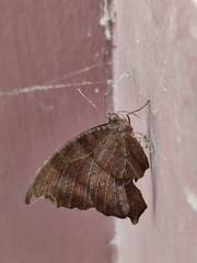 Melanitis leda