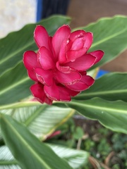 Alpinia purpurata