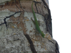 Phelsuma sundbergi longinsulae