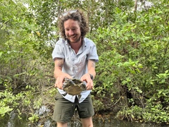 Trachemys stejnegeri