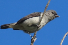 Tangara inornata