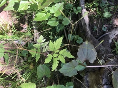 Osmorhiza depauperata