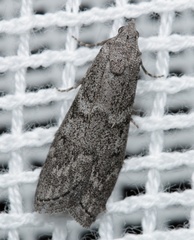 Heteromicta pachytera