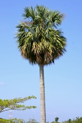 Sabal domingensis