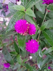 Gomphrena globosa