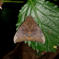 Ophisma