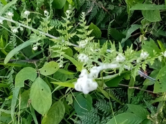 Pityrogramma calomelanos