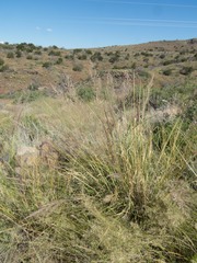 Muhlenbergia emersleyi