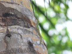 Phelsuma sundbergi longinsulae