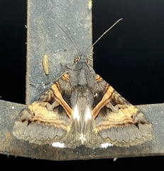 Melipotis nigrobasis