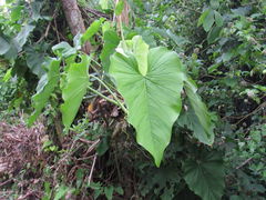 Xanthosoma robustum