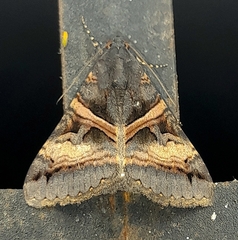 Melipotis nigrobasis
