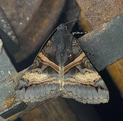Melipotis nigrobasis