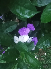 Brunfelsia